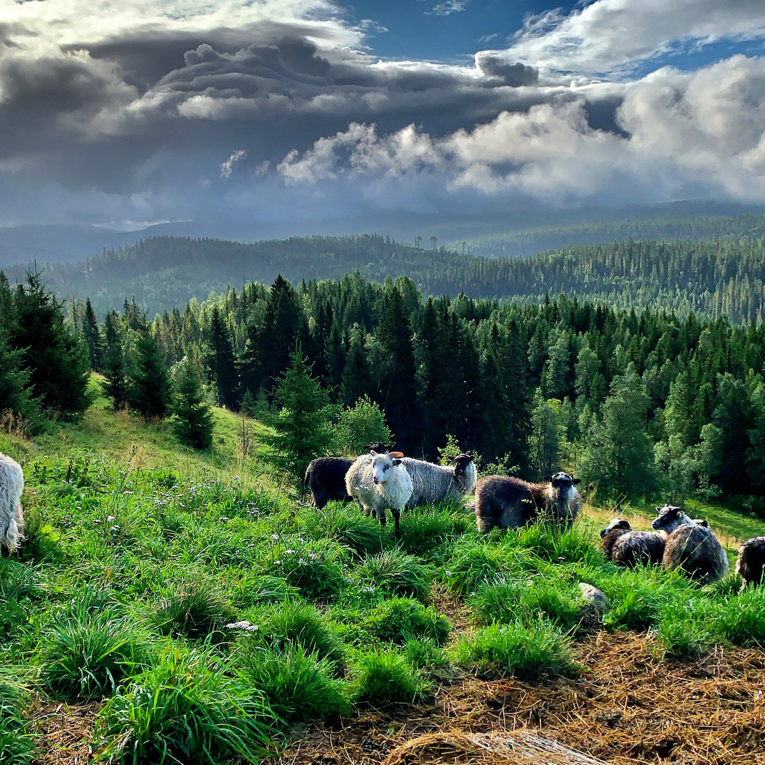 Sheep Are Smarter Than You Think (And They Have Friends!)