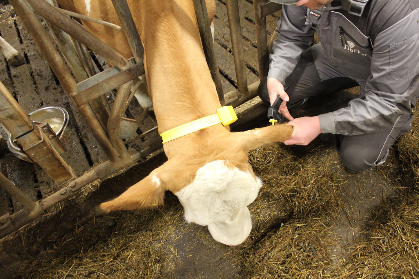 RTID Ear Tag (New Animals)