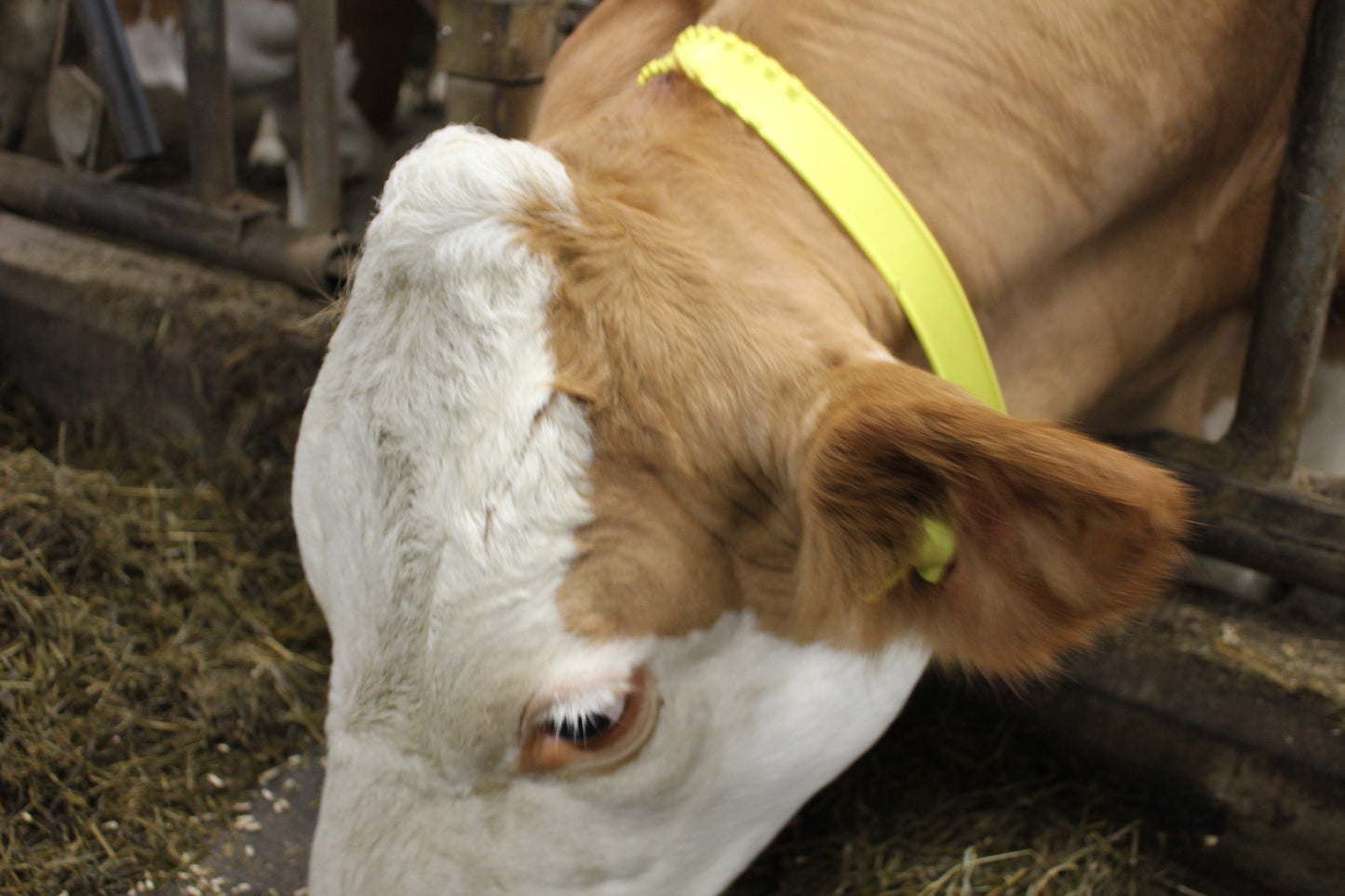 RTID Ear Tag (New Animals)