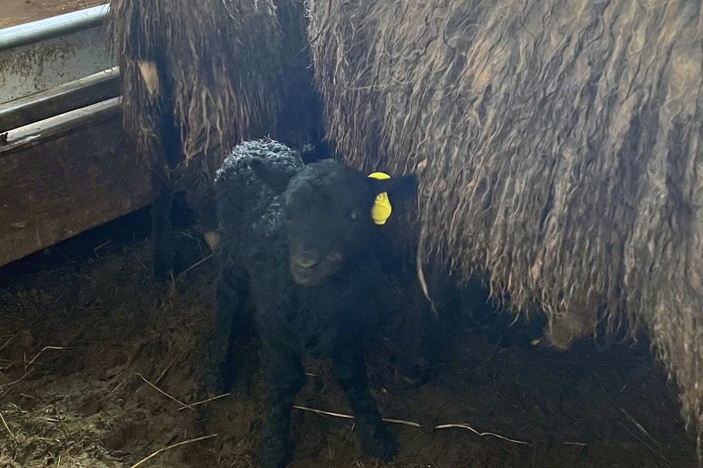 RTID Ear Tag (Replacement Tag)