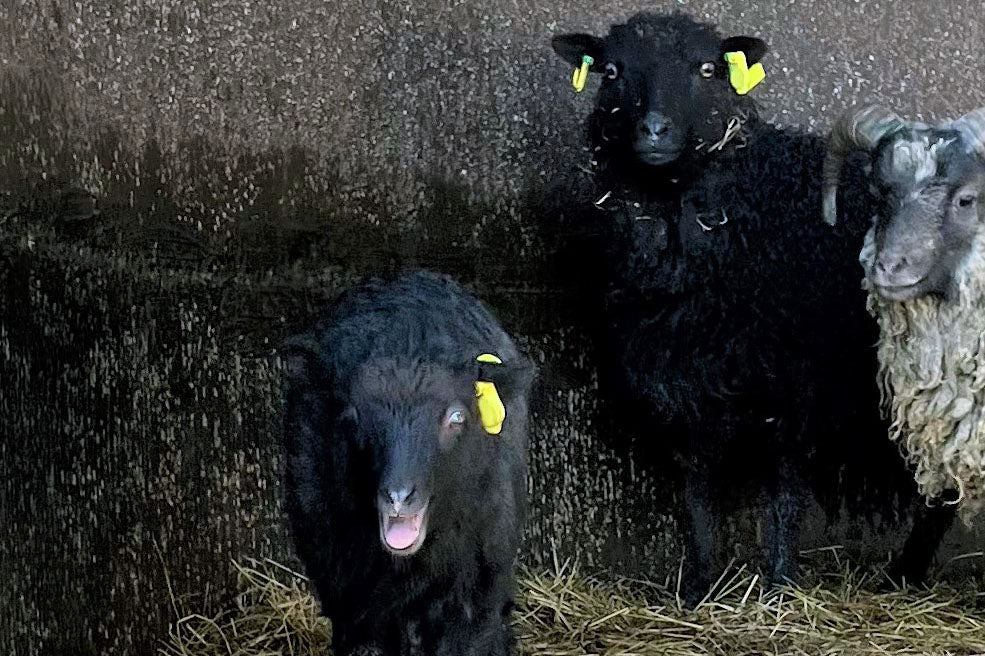 RTID Tracking Package 150 animals - 30x RTID GW + 120 RTID Smart