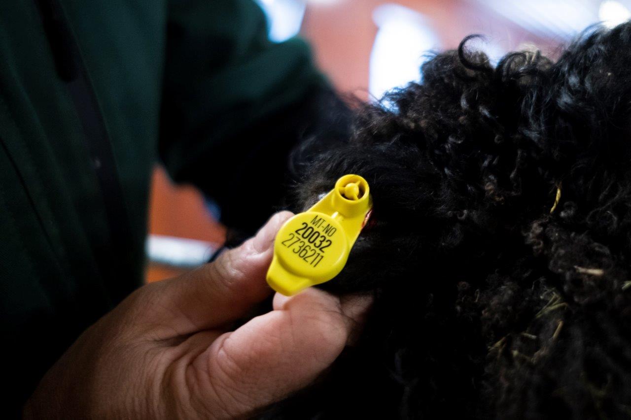 RTID Ear Tag (New Animals)